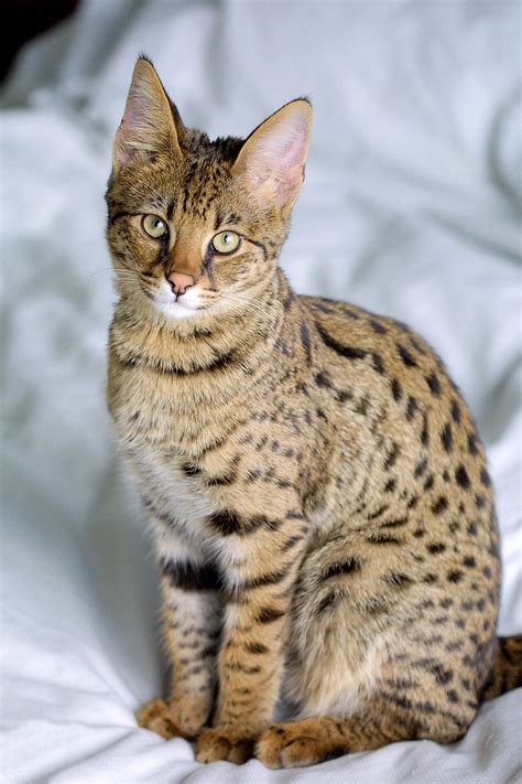 savannah katt|savannah cat family.